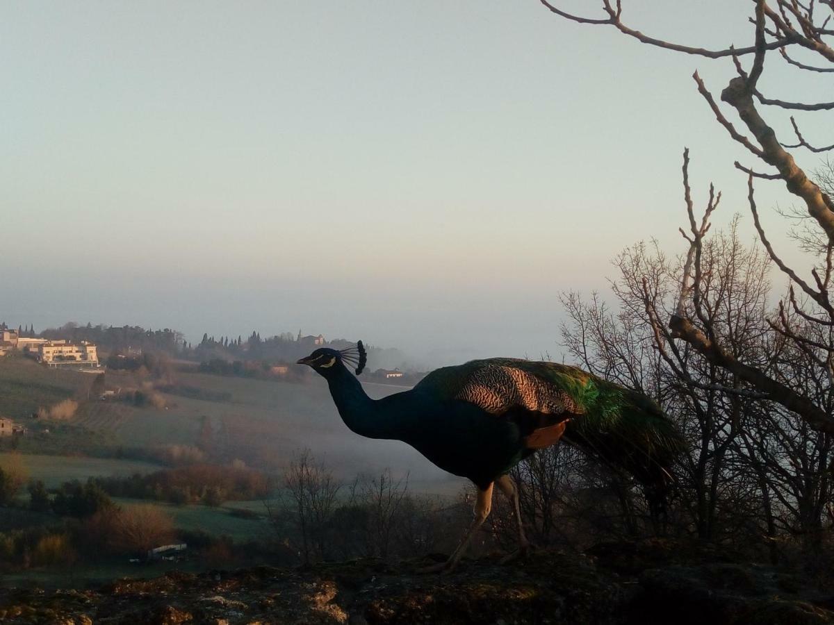 la cana dolce Bertinoro Esterno foto